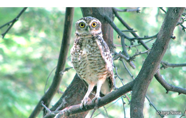 burrowing_owl