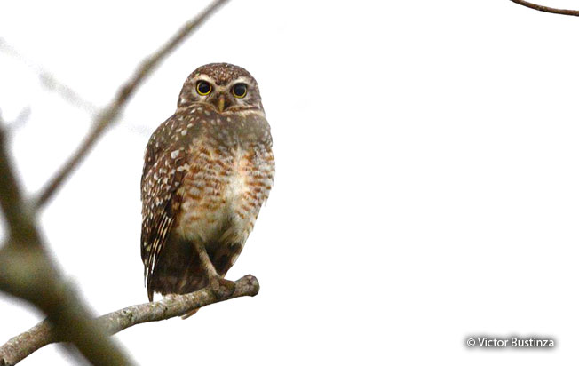 burrowing_owl
