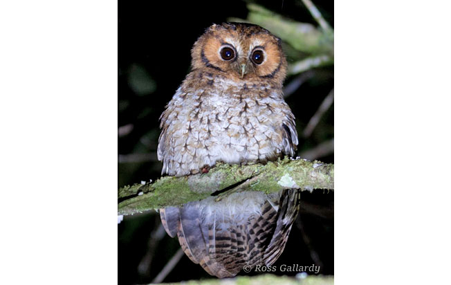 cloud_forest_screech-owl