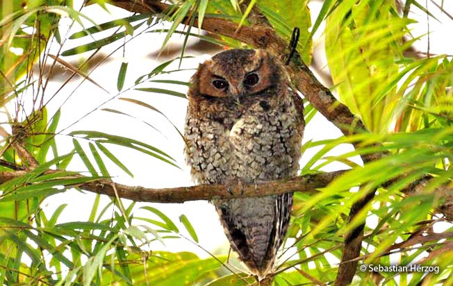 cloud_forest_screech-owl