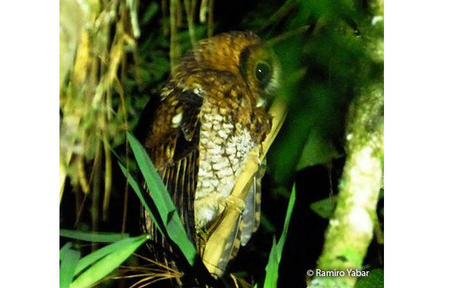 cloud_forest_screech-owl