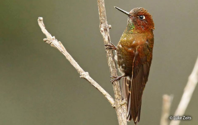 coppery-metaltail