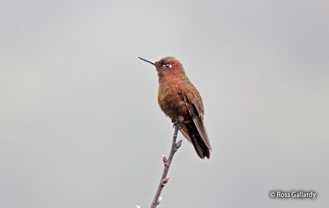coppery-metaltail