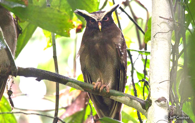 crested_owl
