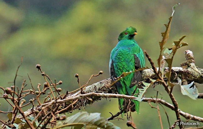 crested_quetzal