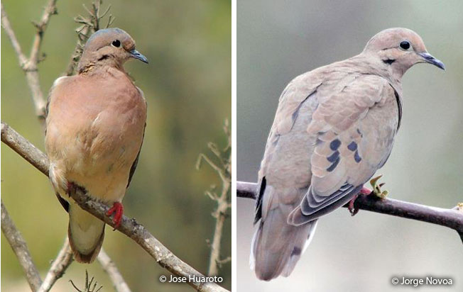 eared_dove