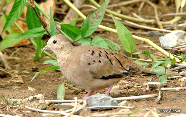 ecuadorian_ground-dove