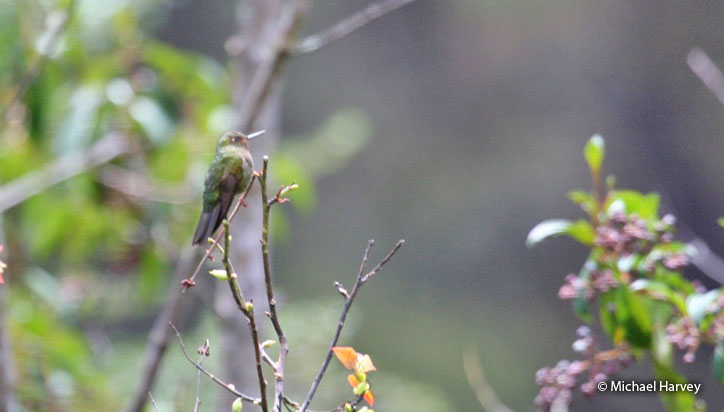 fire-throated_metaltail