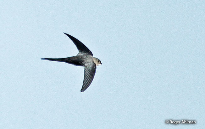 fork-tailed_palm-swift