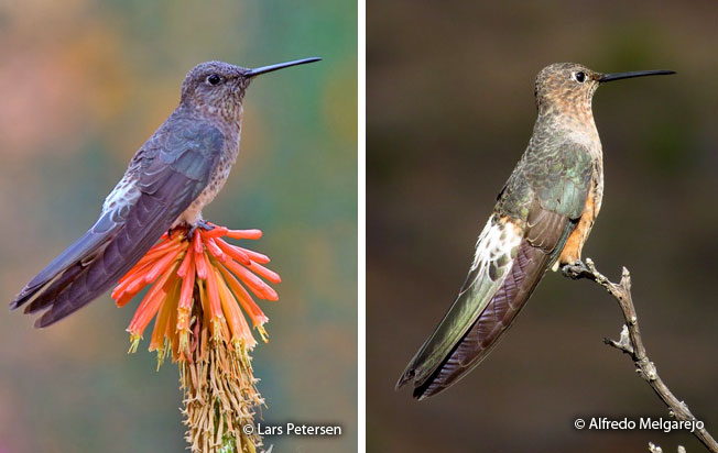 giant_hummingbird