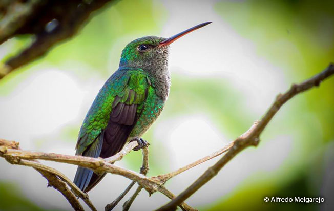 glittering-throated-emerald