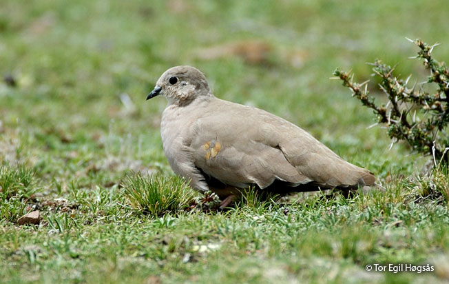golden-spotted_ground-dove