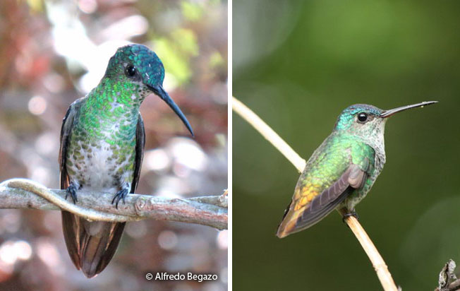golden-tailed_sapphire