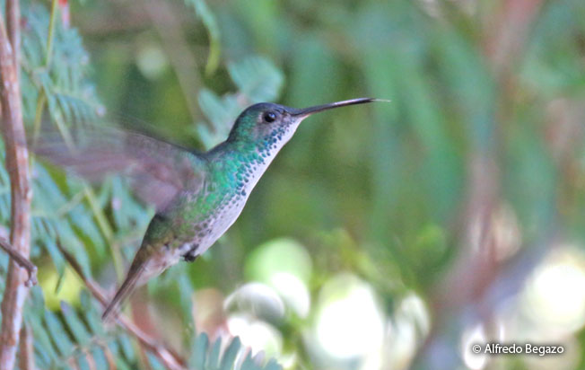 golden-tailed_sapphire