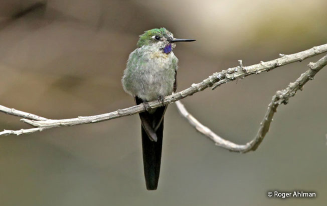 gray-bellied_comet