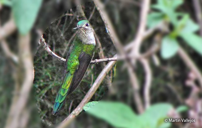 gray-bellied_comet