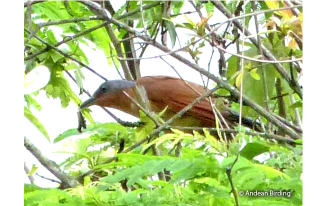 gray-capped_cuckoo