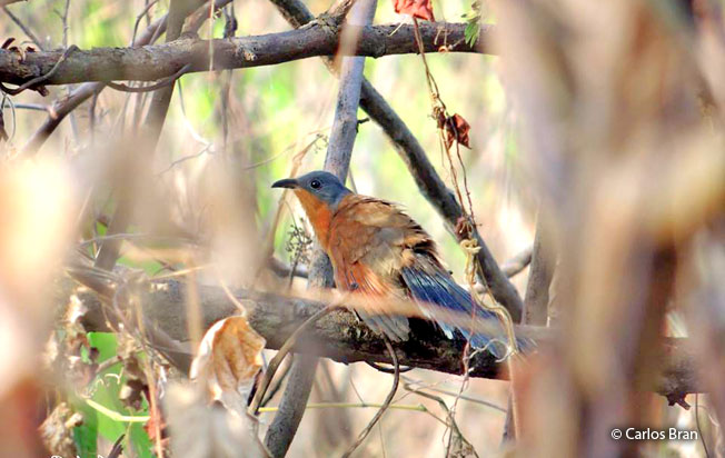 gray-capped_cuckoo