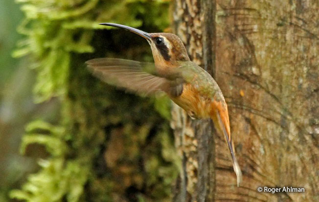 gray-chinned_hermit