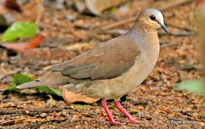 gray-fronted-dove