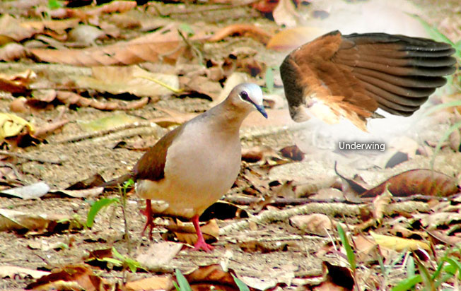 gray-fronted-dove