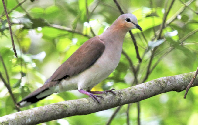 gray-fronted-dove