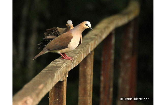 gray-fronted-dove