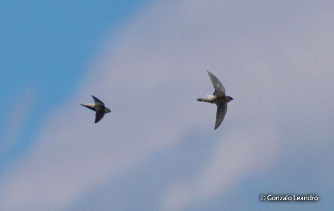 gray-rumped-swift