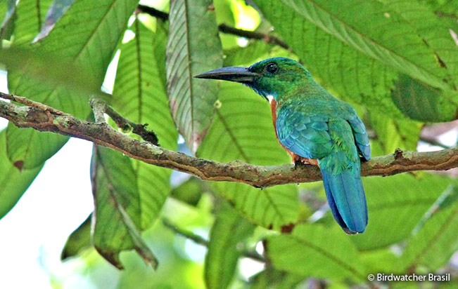 greater_jacamar