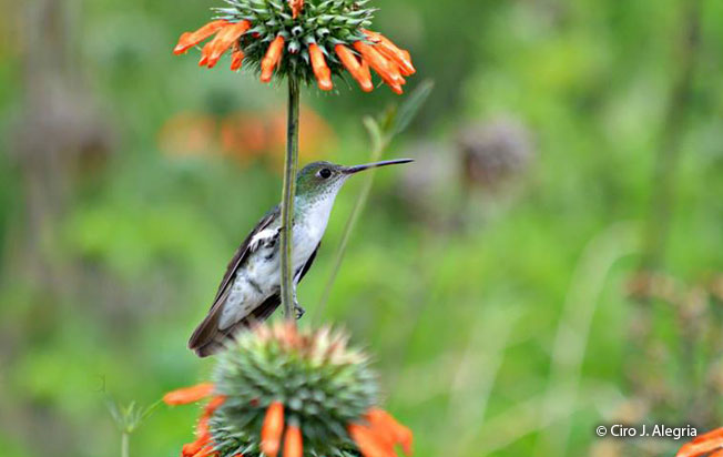 green-and-white_hummingbird