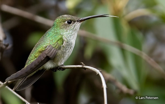green-and-white_hummingbird