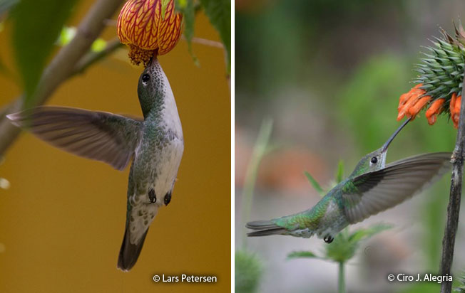 green-and-white_hummingbird