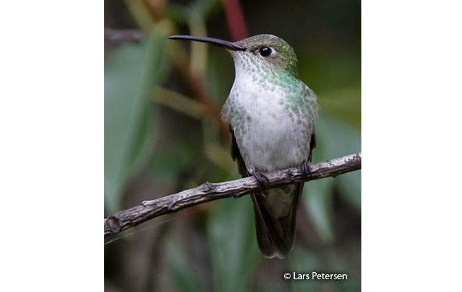 green-and-white_hummingbird