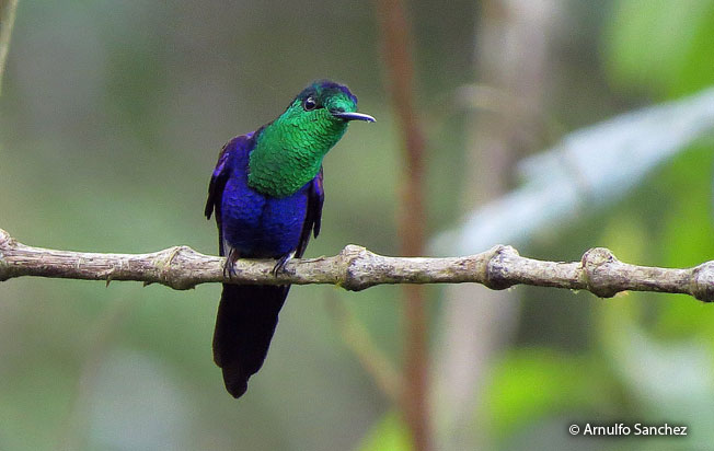 green-crowned_woodnymph