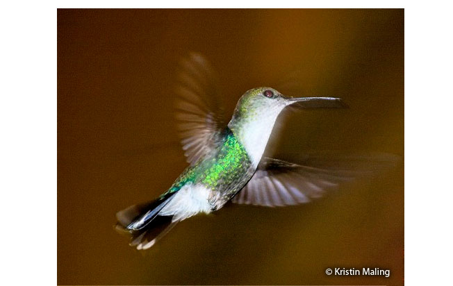 green-crowned_woodnymph