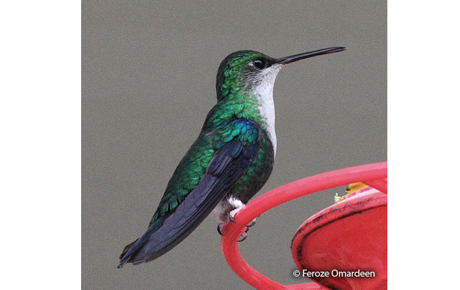 green-crowned_woodnymph