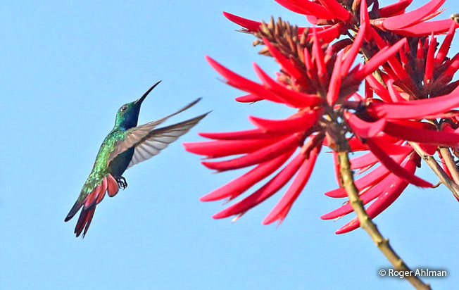 green-throated_mango