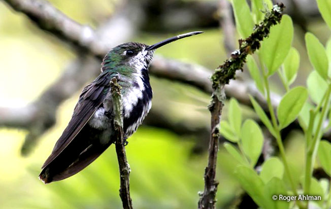 green-throated_mango