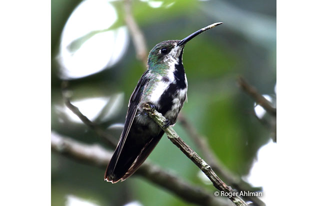 green-throated_mango