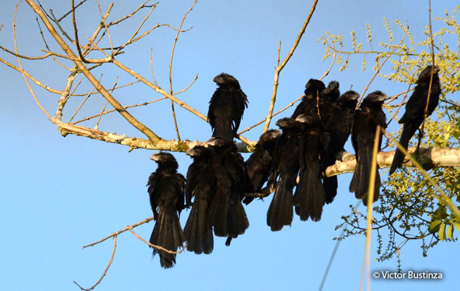 groove-billed-ani