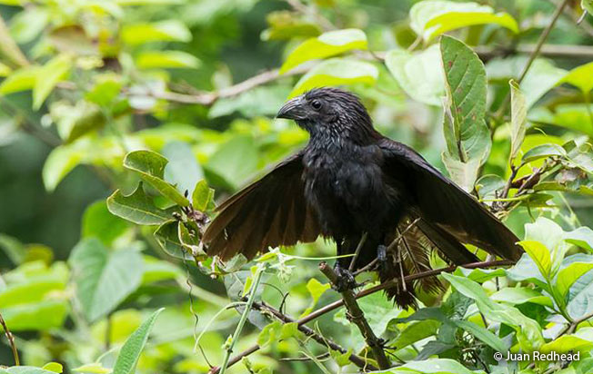 groove-billed-ani