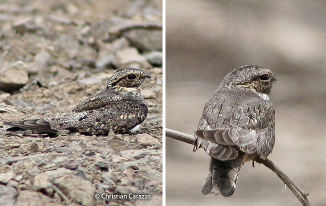 lesser-nighthawk