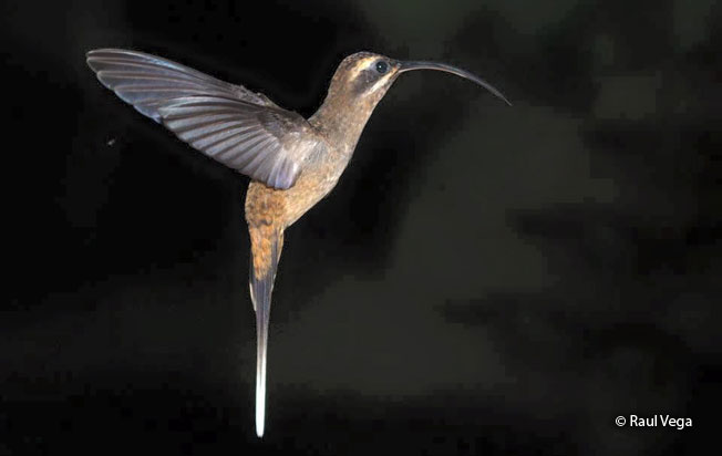 long-billed_hermit