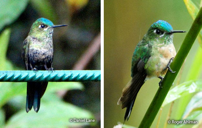 long-tailed-sylph