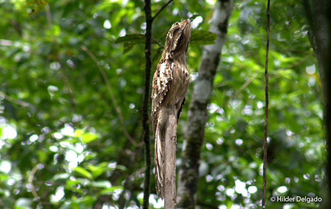 long-tailed_potoo