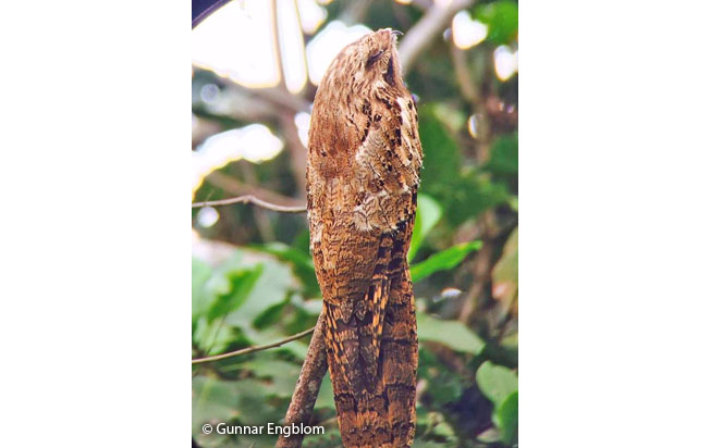 long-tailed_potoo