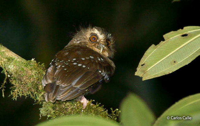 long-whiskered-owlet