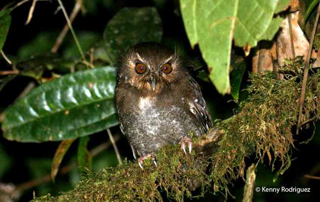 long-whiskered-owlet
