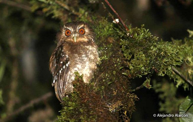 long-whiskered-owlet