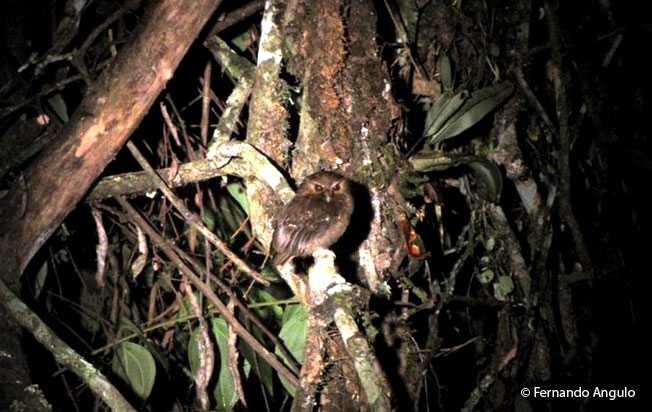 long-whiskered-owlet